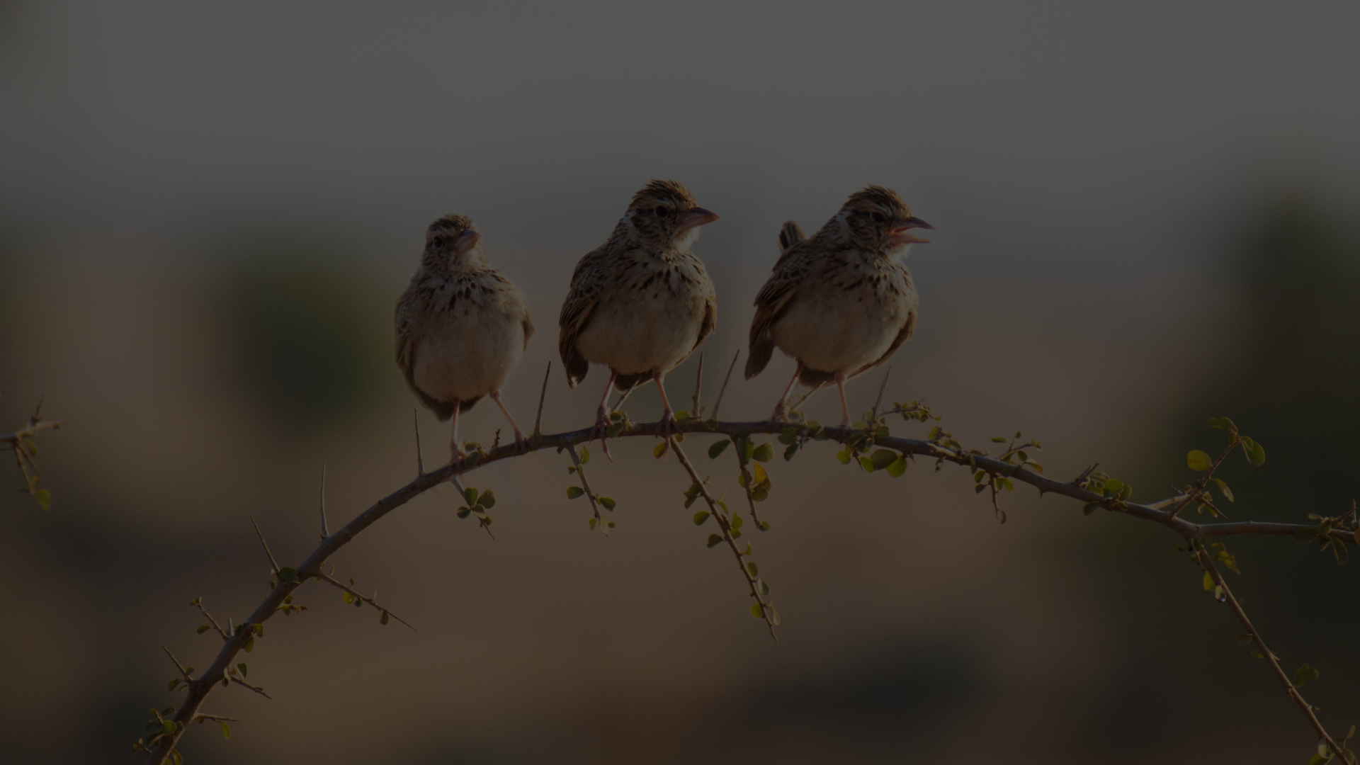 Colinas de la Alondra